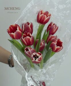 Cận cảnh vẻ đẹp quyền lực của mẫu Hoa Bó Tulip Đỏ Viền Trắng Gói Ren