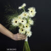 Mẫu Hoa Cưới Cầm Tay Đồng Tiền Tua Trắng thiết kế tối giản tại Mcheng Florist