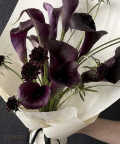 Cận cảnh sắc đen huyền bí của Calla Lily phối cùng Scabiosa nguyên bản